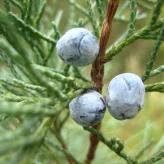  (Juniperus communis L.)